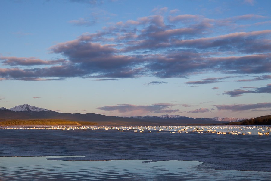 Cygne trompette - ML178066691