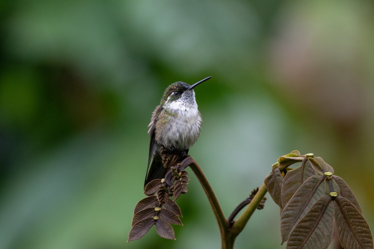 kolibřík salvadorský - ML178067001