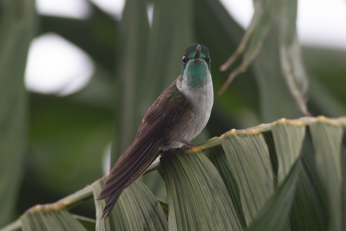 kolibřík salvadorský - ML178067011
