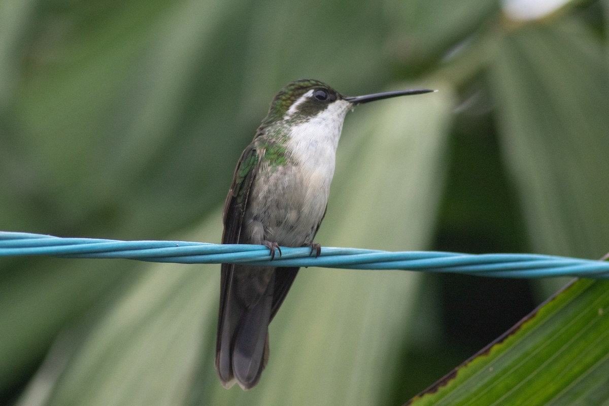 kolibřík salvadorský - ML178067051