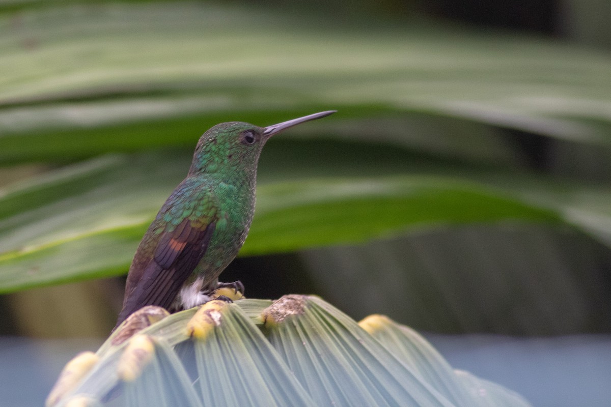 kolibřík středoamerický - ML178067391