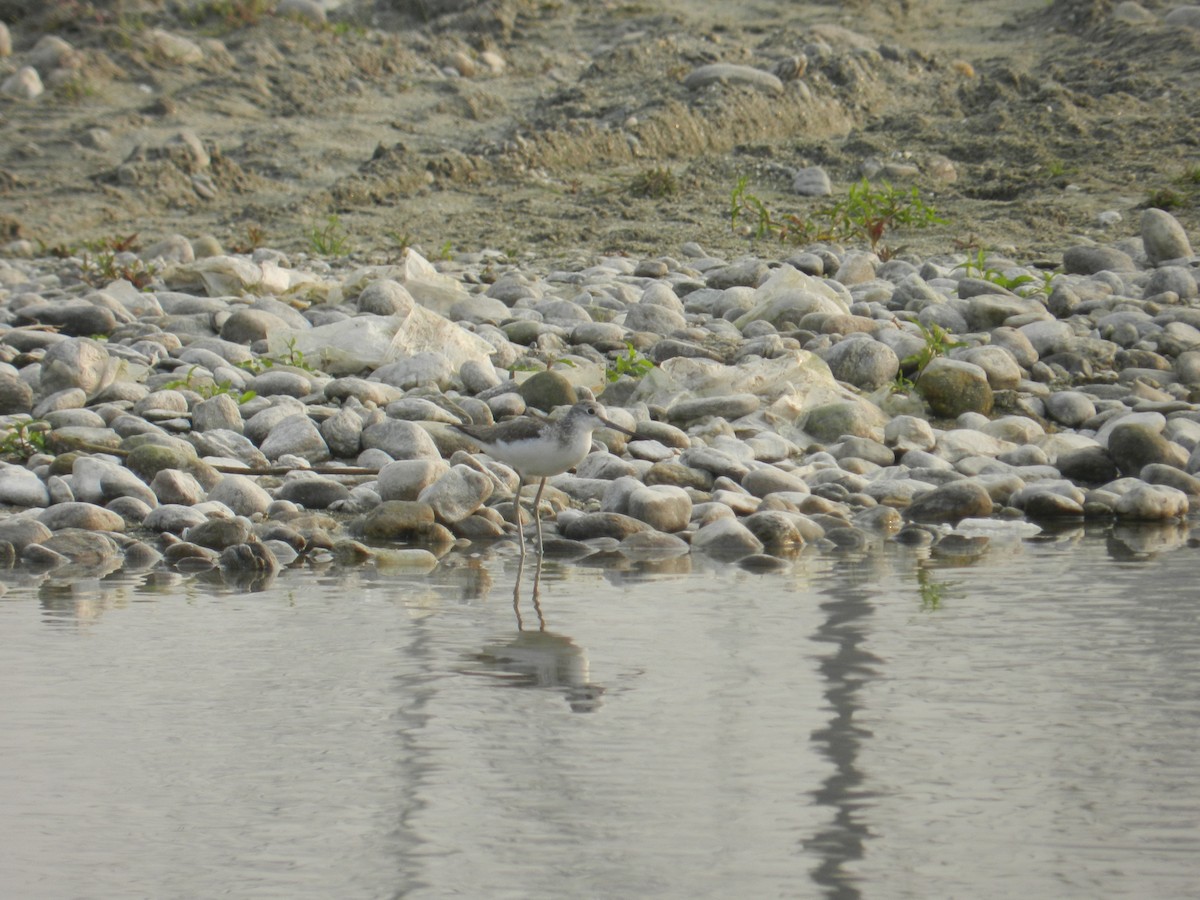 Common Greenshank - ML178068621