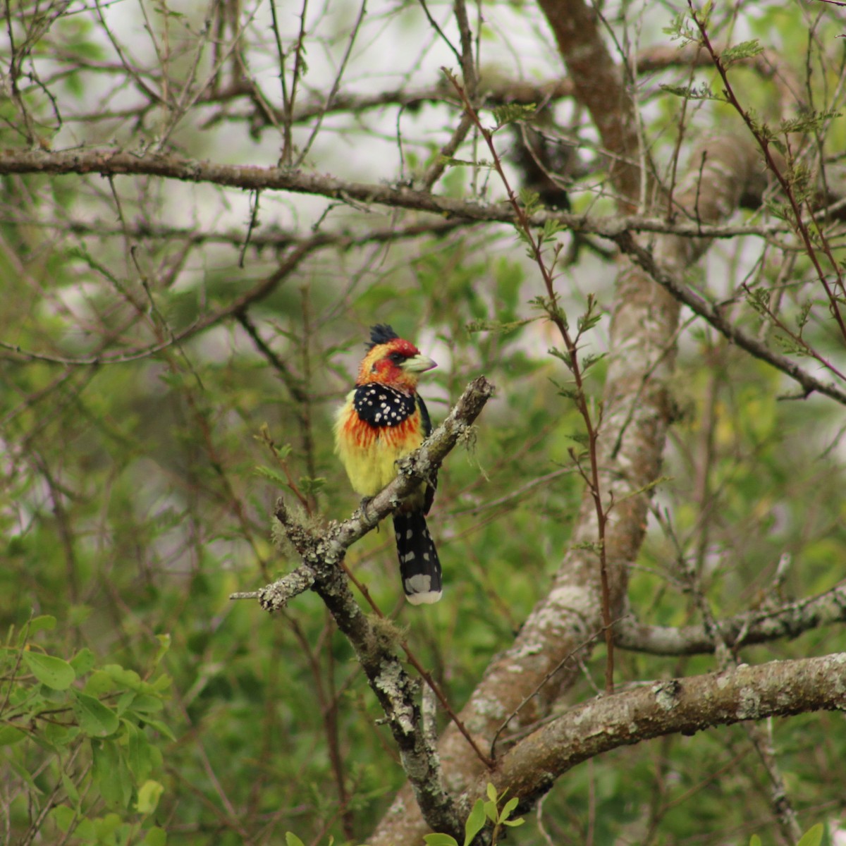 Crested Barbet - ML178069621