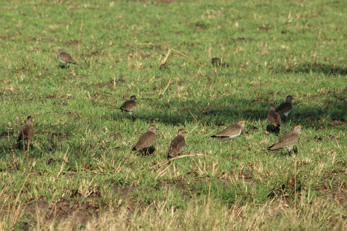 Brown-chested Lapwing - ML178069751
