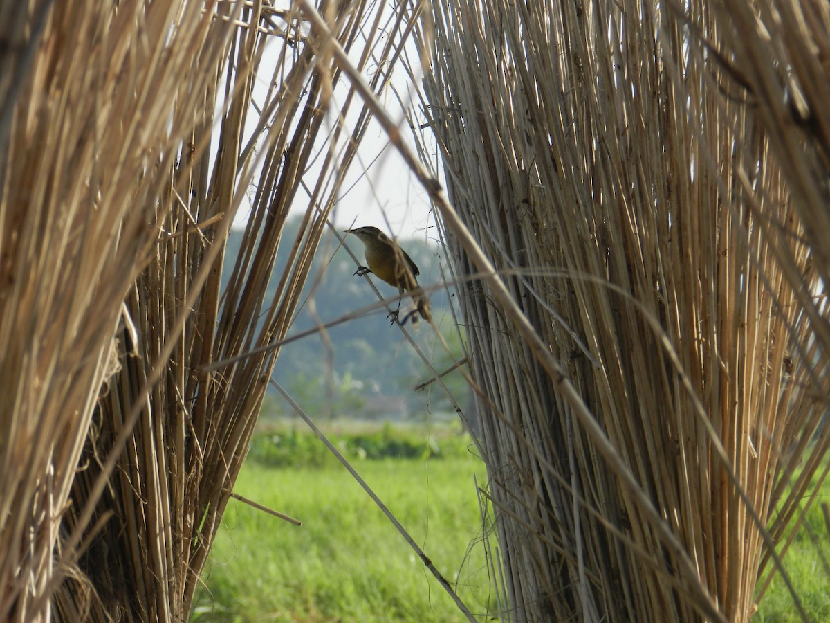 Striated Grassbird - Kanad Baidya