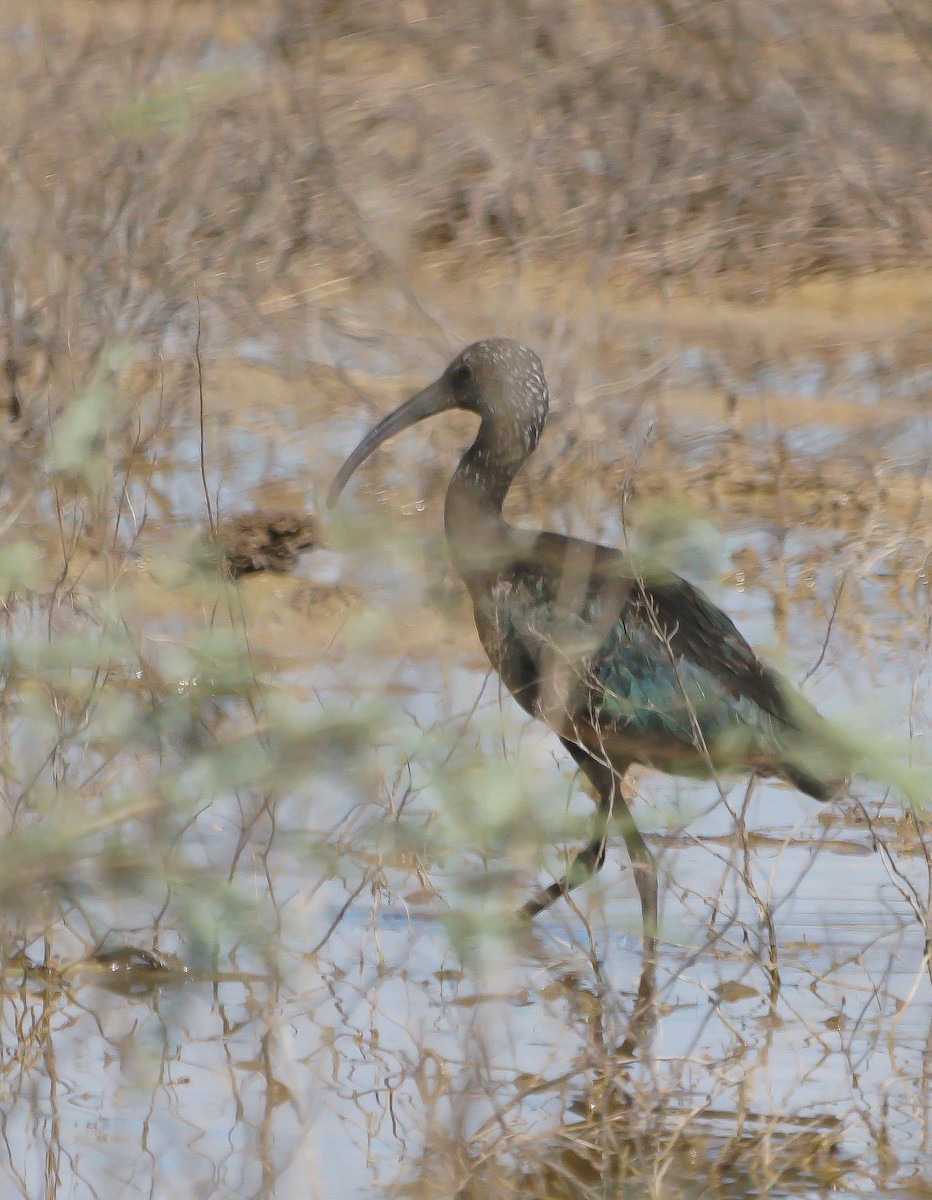 White-faced Ibis - ML178069931