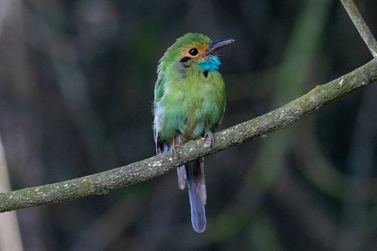 Blue-throated Motmot - Francis Canto Jr