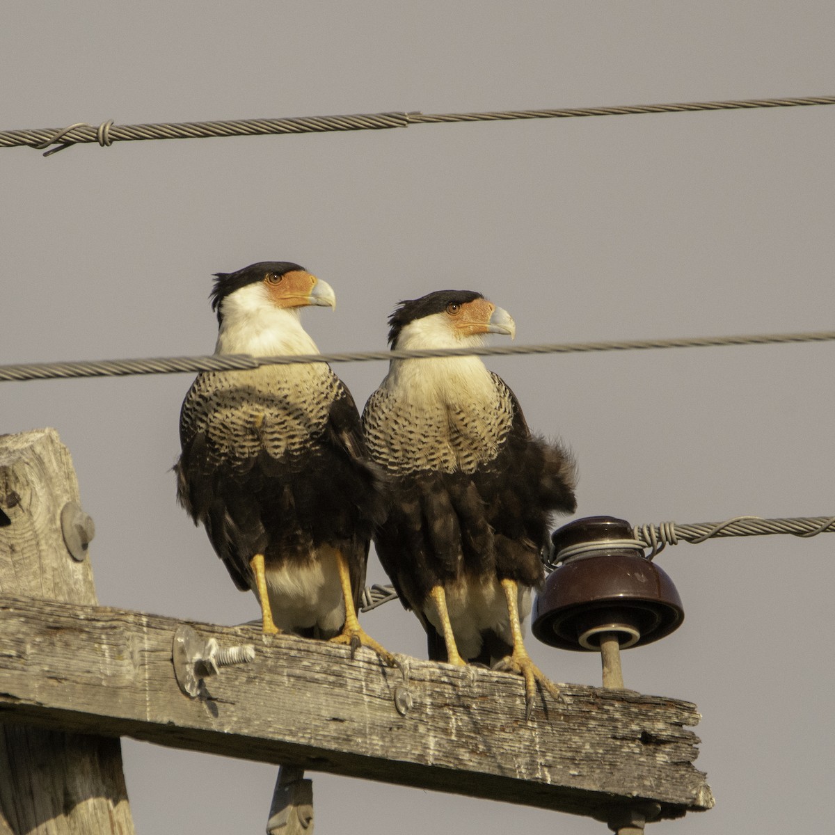 Crested Caracara (Northern) - ML178071141