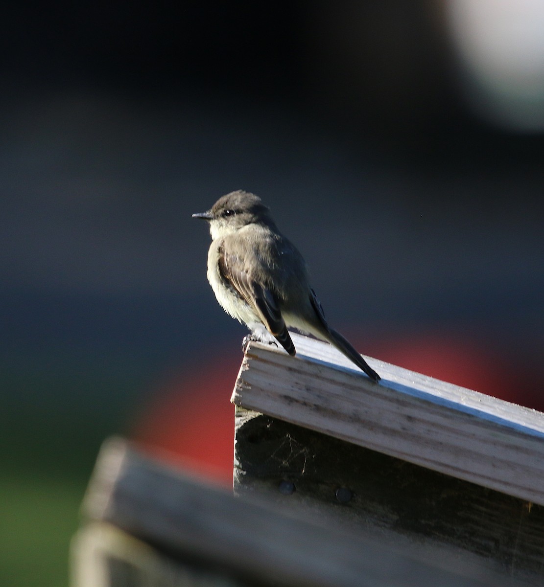 Eastern Phoebe - ML178072781