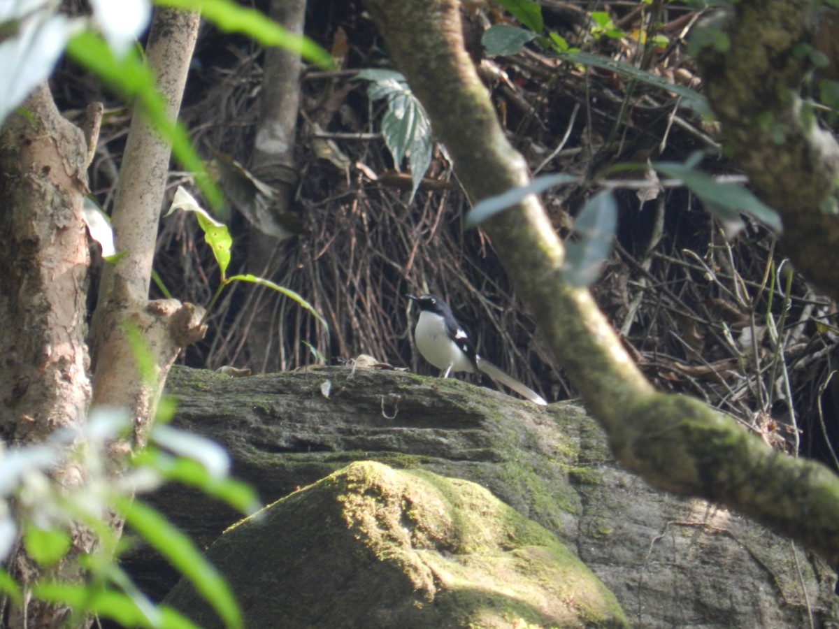 Slaty-backed Forktail - ML178072841