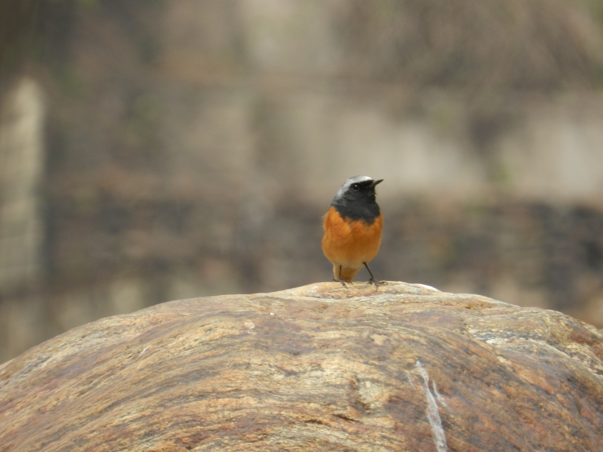 Hodgson's Redstart - ML178072991