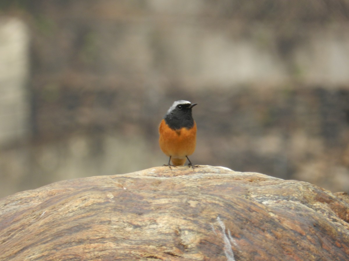 Hodgson's Redstart - ML178073001