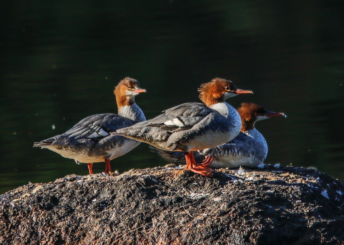 Gänsesäger - ML178073551