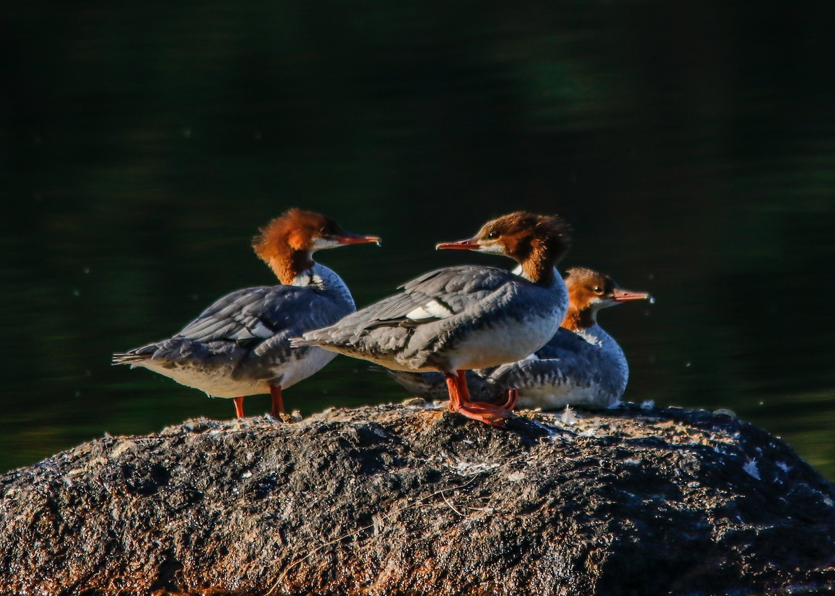 Common Merganser - ML178073571