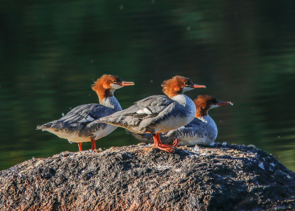 Common Merganser - ML178073591