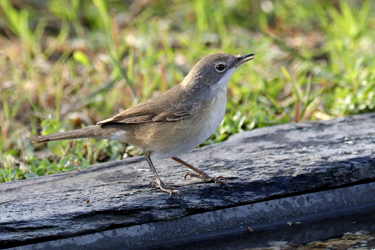 Curruca Carrasqueña Occidental - ML178073621