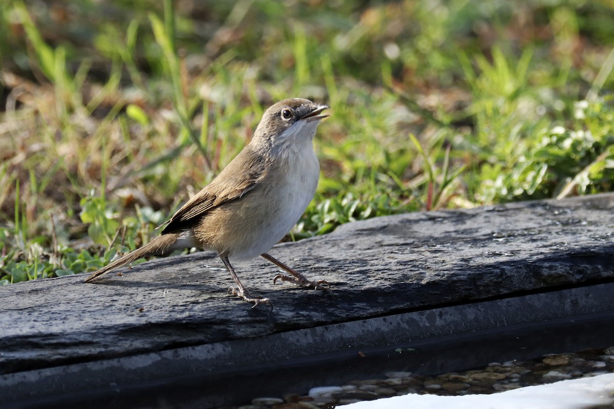 Western Subalpine Warbler - ML178073691