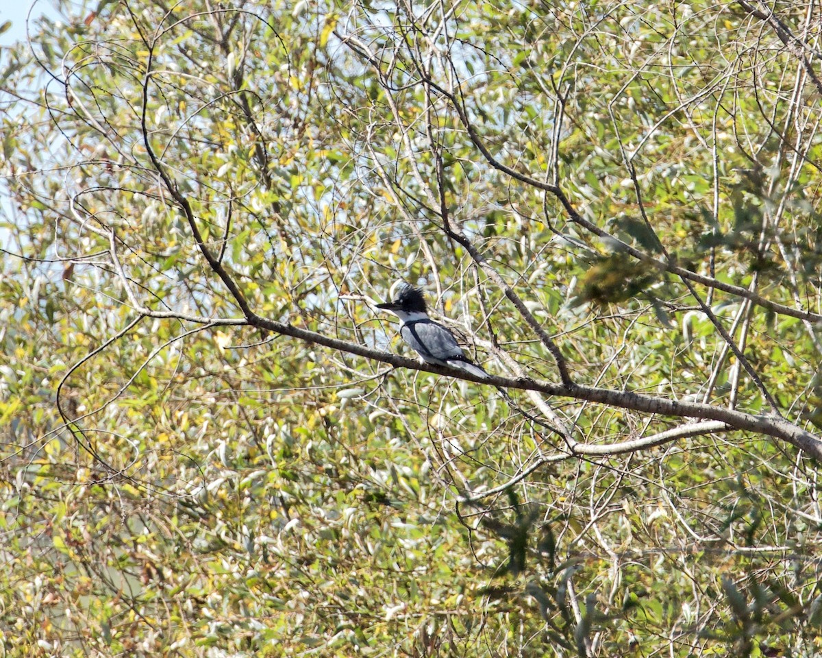 Belted Kingfisher - ML178074911