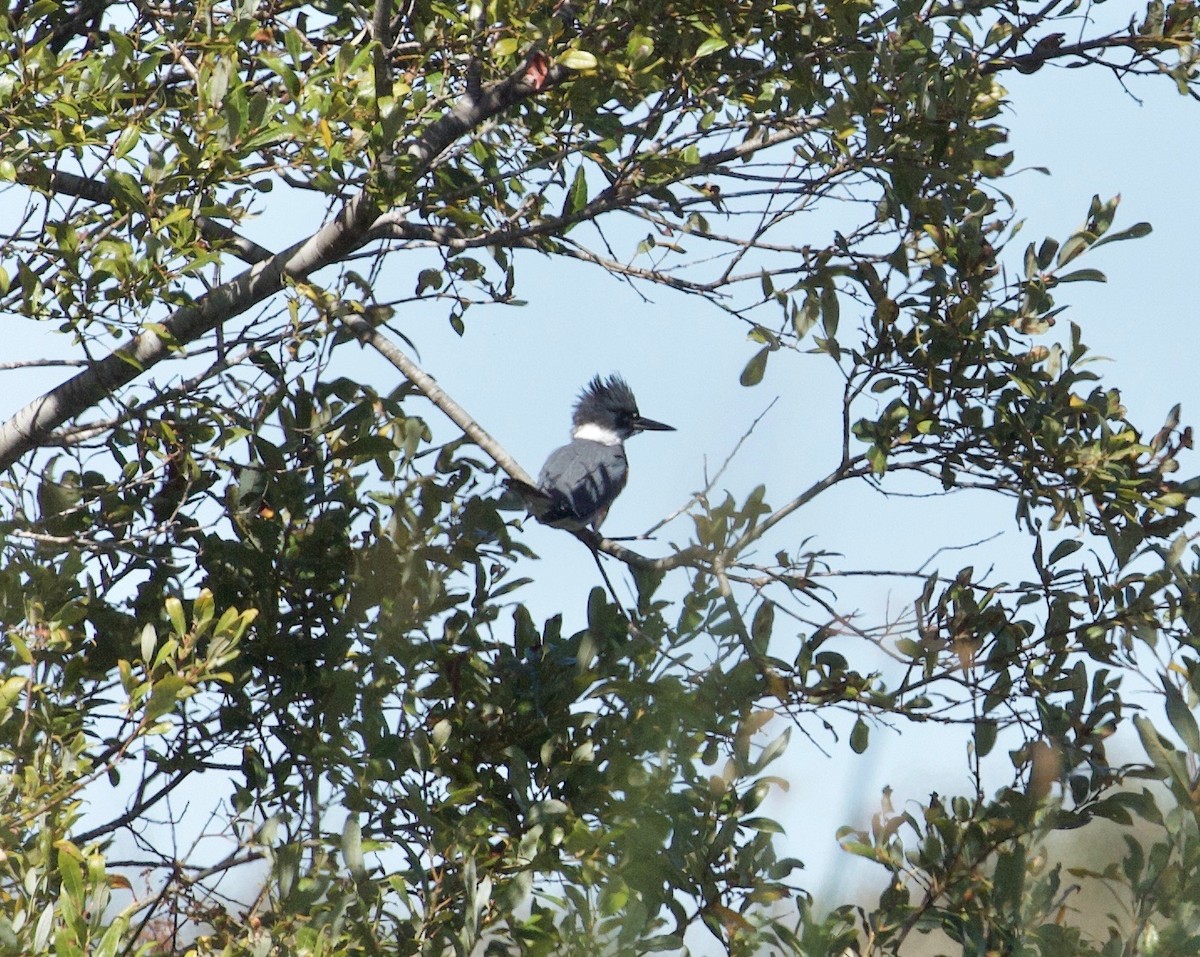 Belted Kingfisher - ML178075041