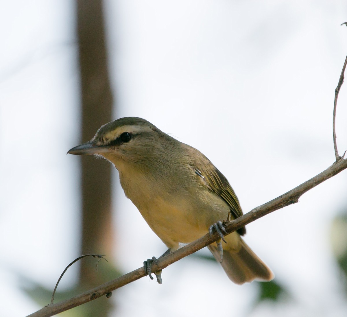 Yucatan Vireo - Isaias Morataya