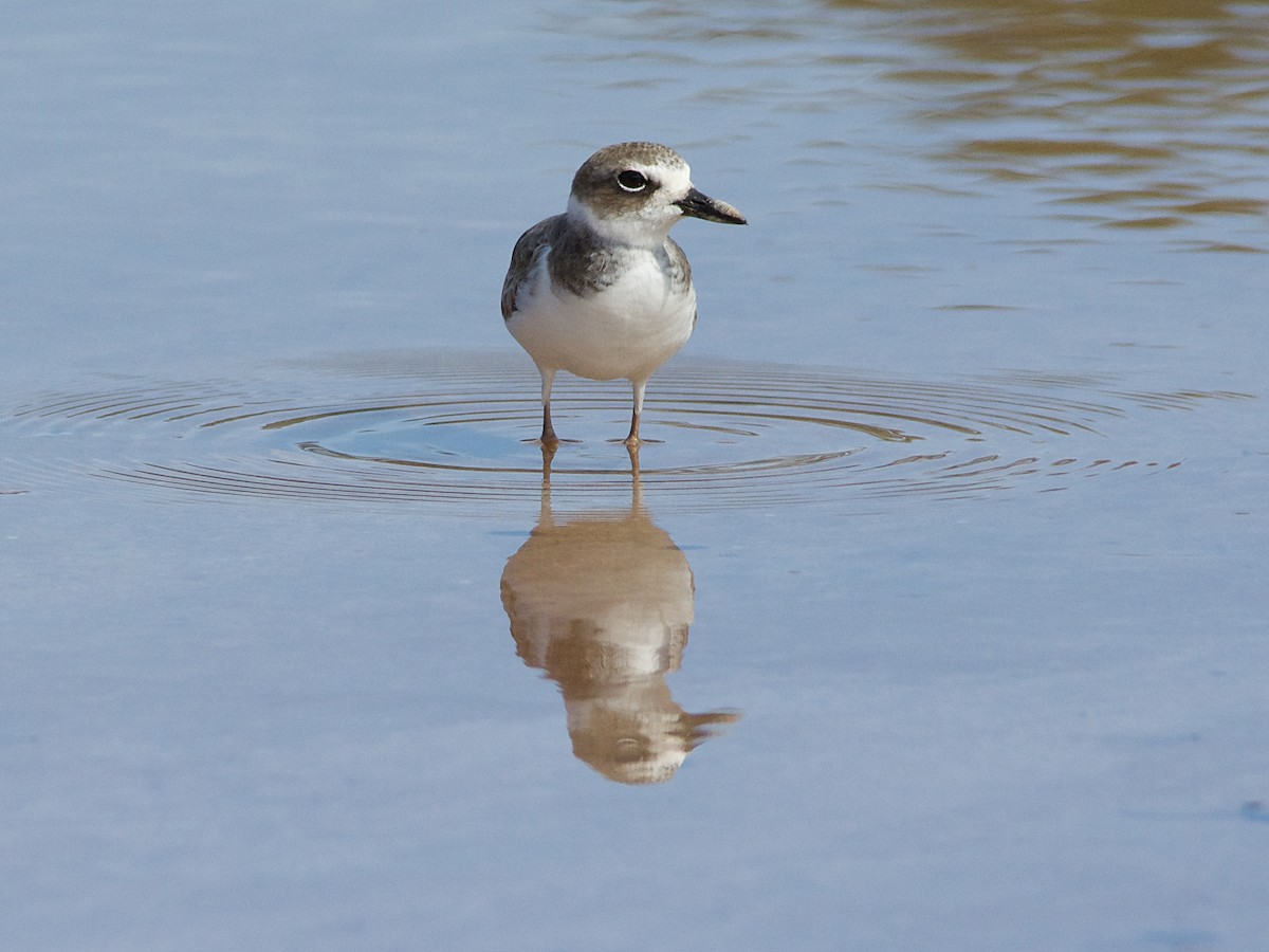 Wilson's Plover - ML178079731