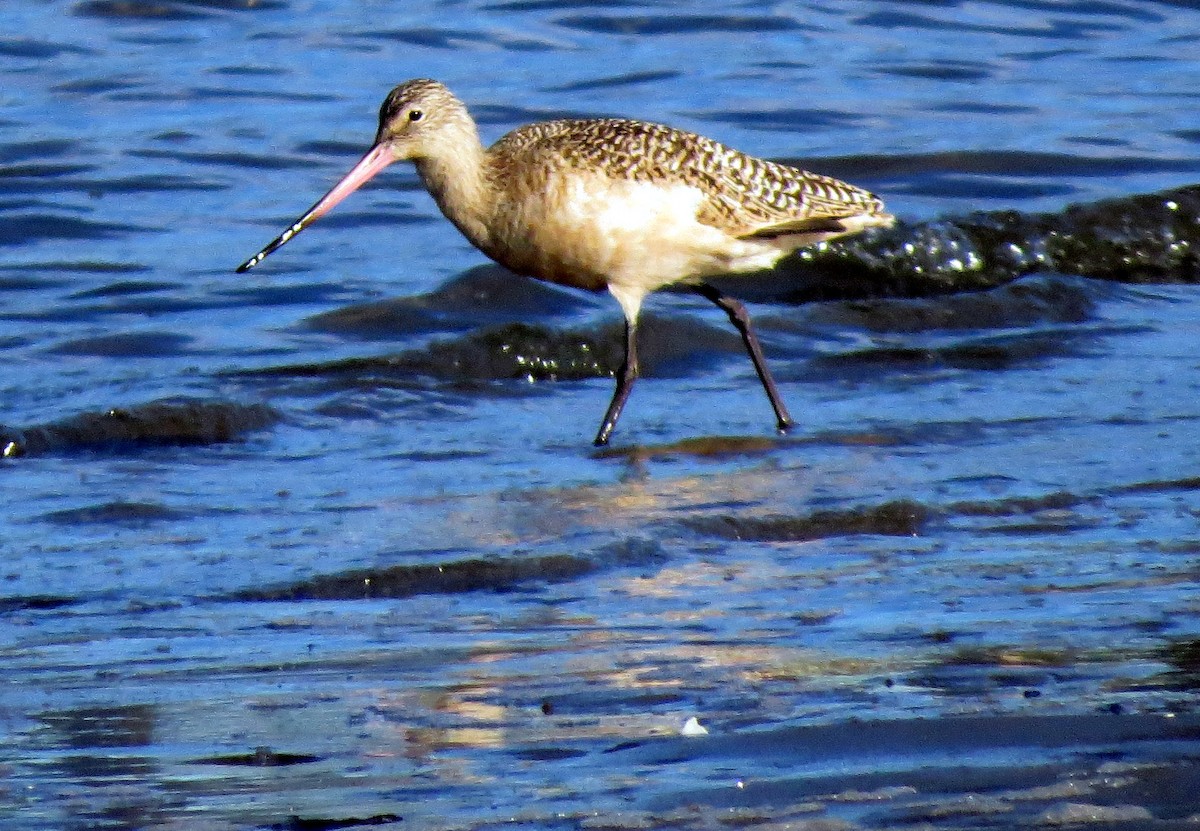 Marbled Godwit - Pat McKay