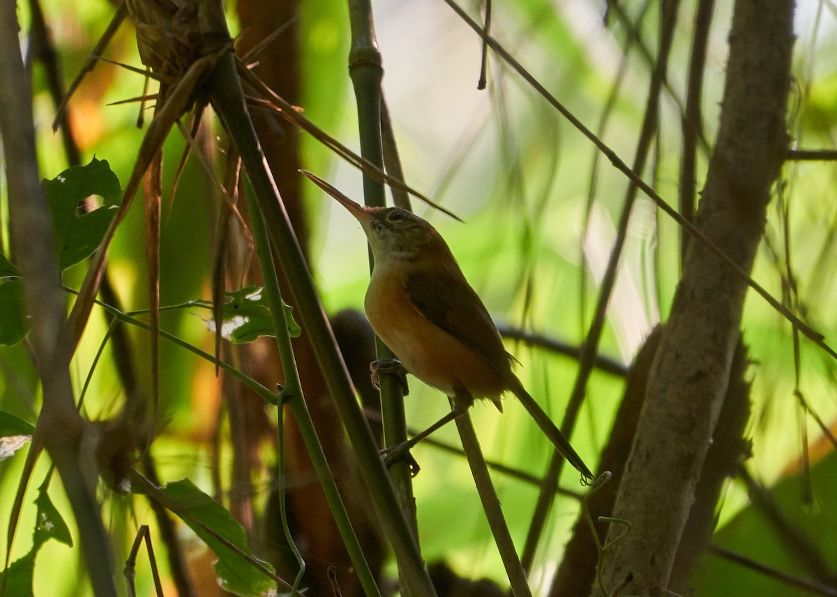 Long-billed/Chattering Gnatwren - ML178081461