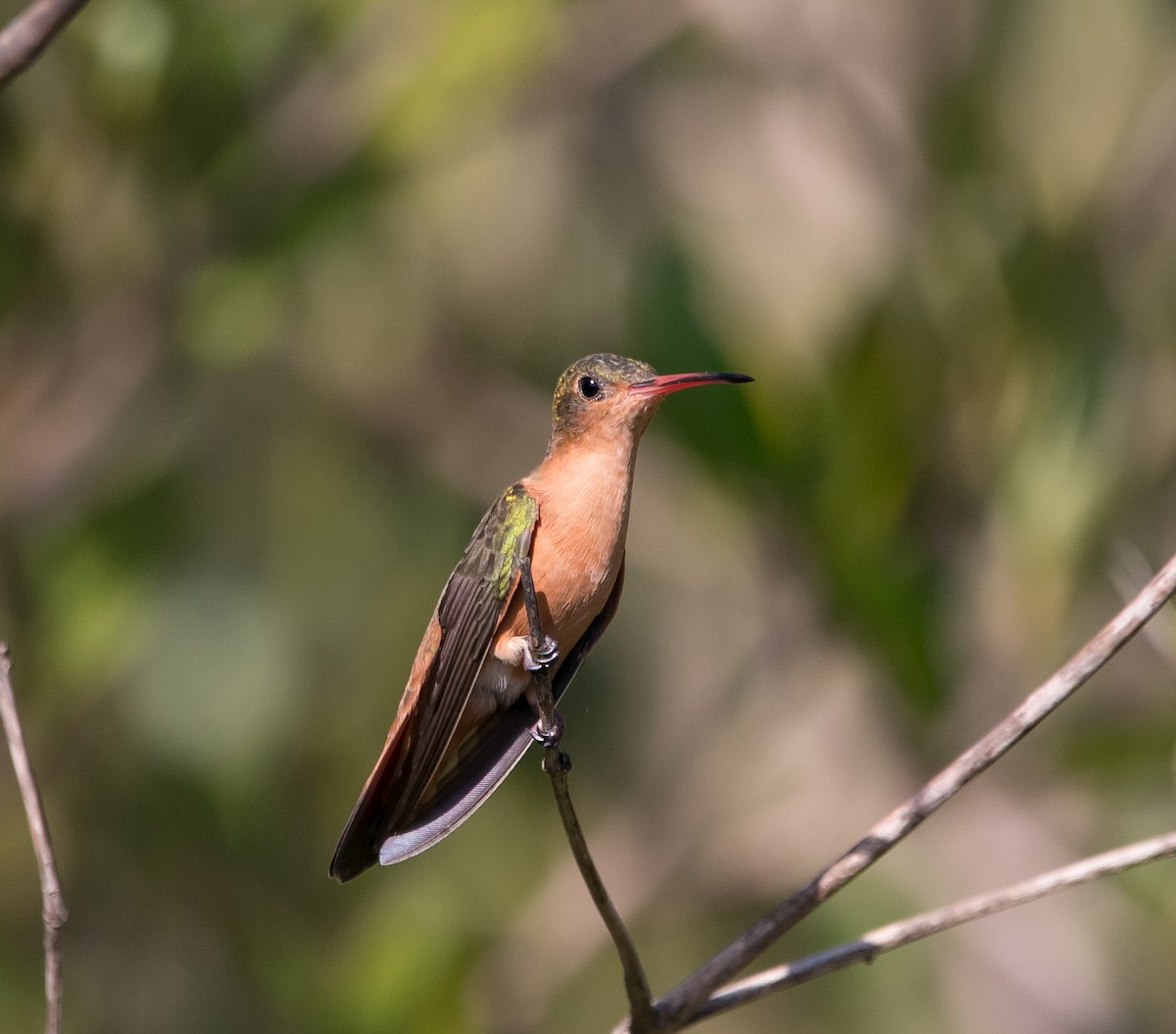 Cinnamon Hummingbird - Isaias Morataya