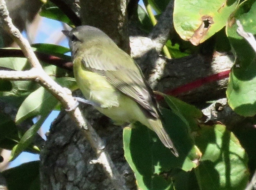 Philadelphia Vireo - ML178082001