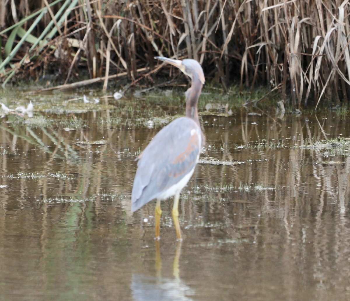 Tricolored Heron - ML178082081