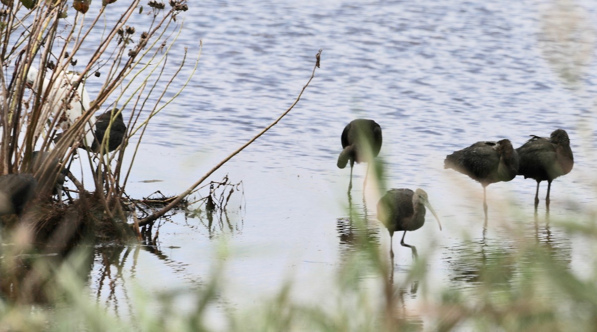 Glossy Ibis - ML178082941