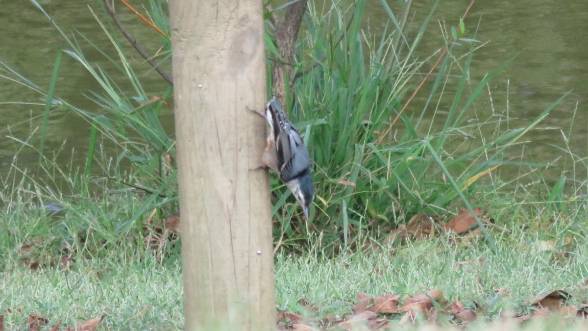 White-breasted Nuthatch - Fran Loyd