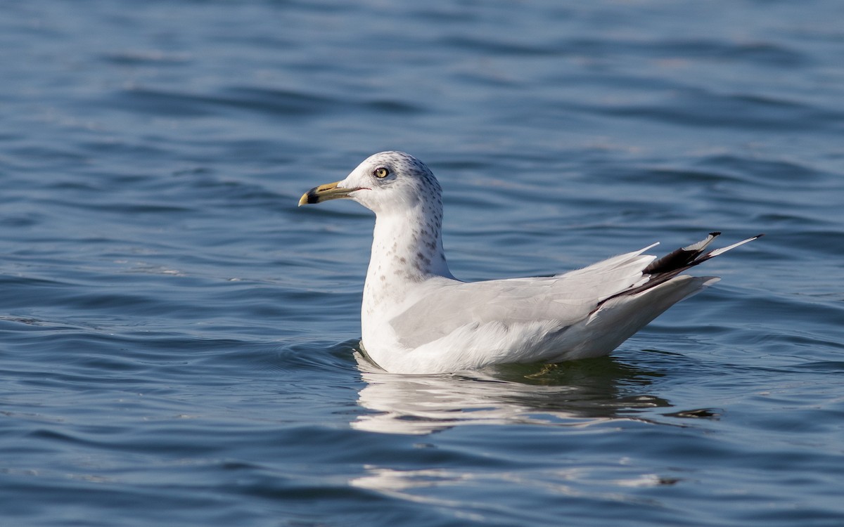 Ring-billed Gull - ML178084781