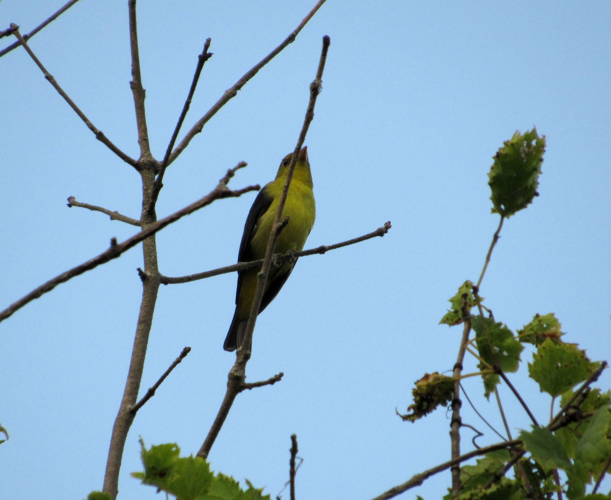 Scarlet Tanager - ML178085541