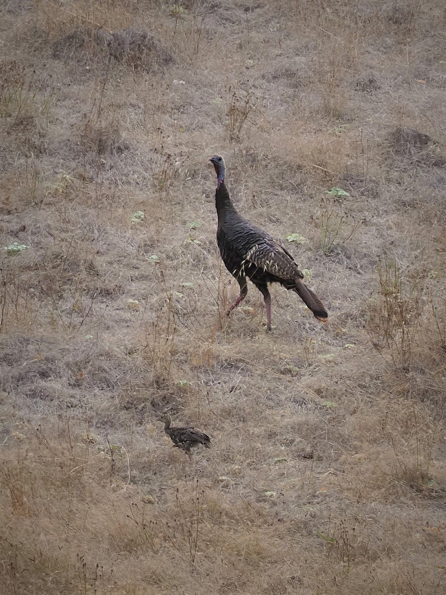 Wild Turkey - Jack Wickel