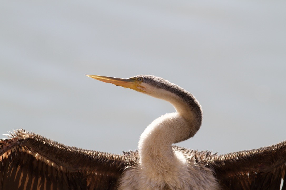 Australasian Darter - Elliot Leach