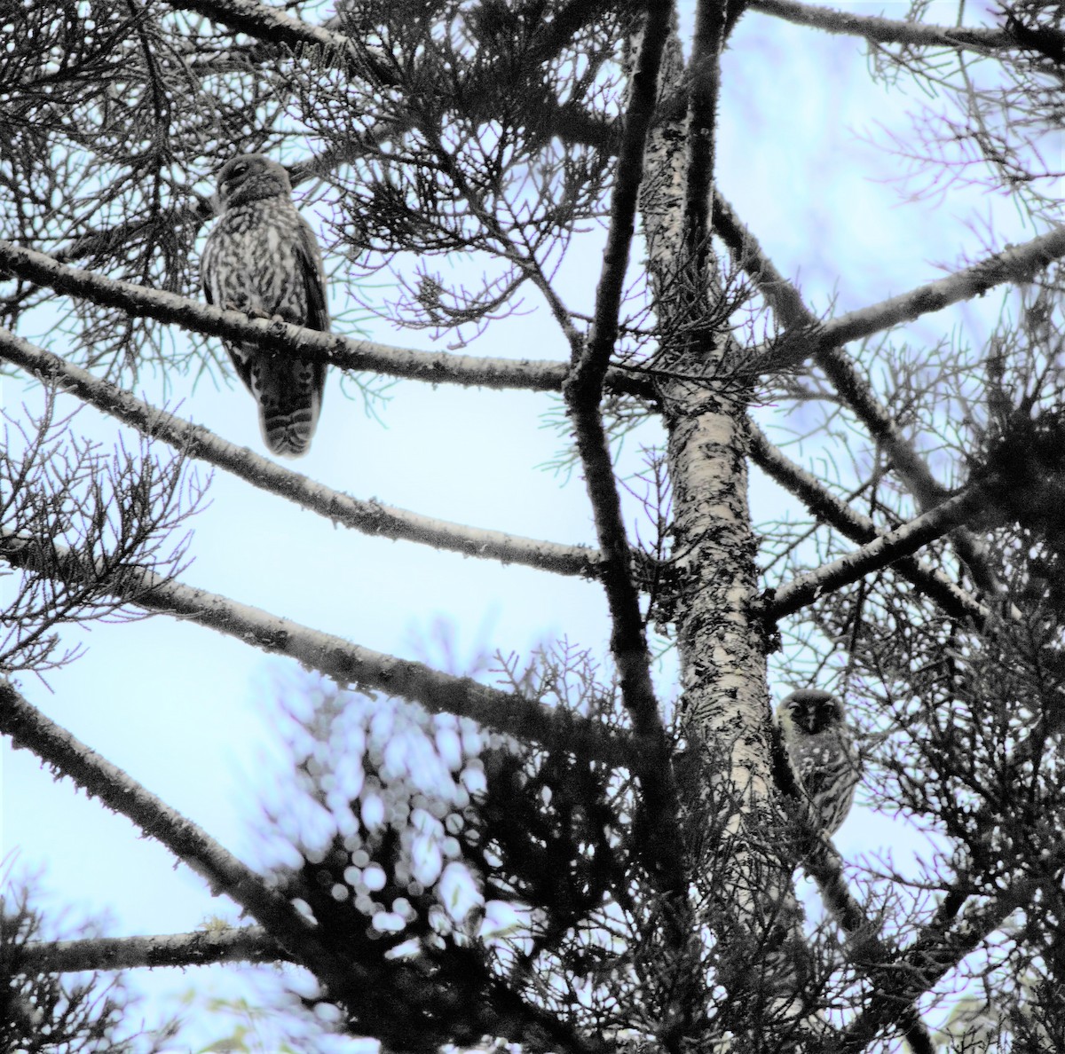 Barking Owl - ML178088111