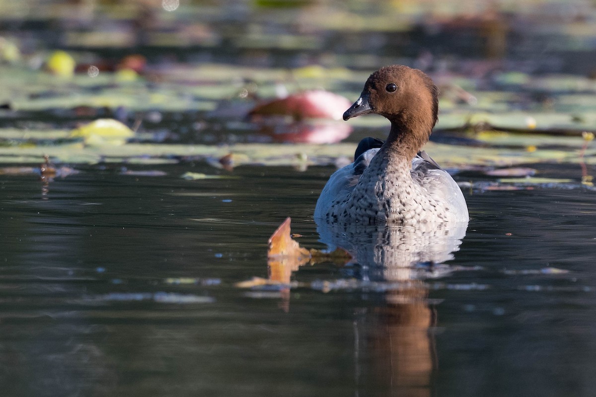 Maned Duck - ML178088471