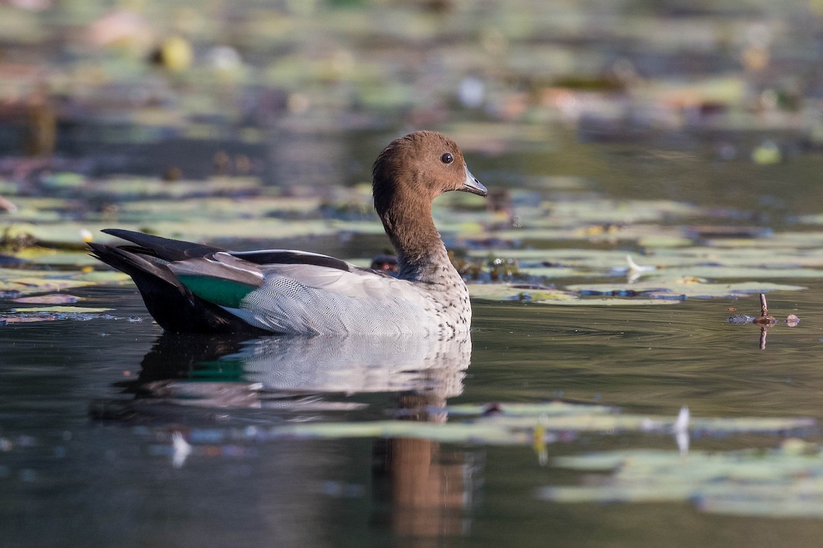 Maned Duck - ML178088521