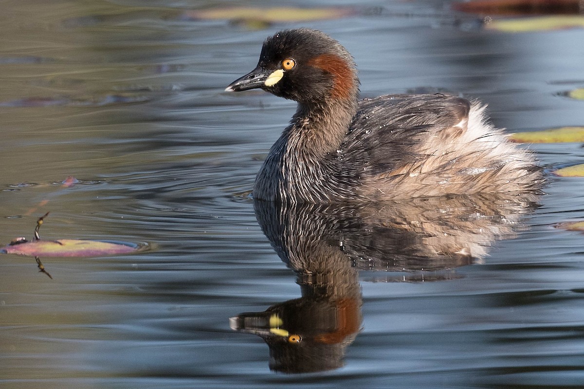 Australasian Grebe - ML178088621