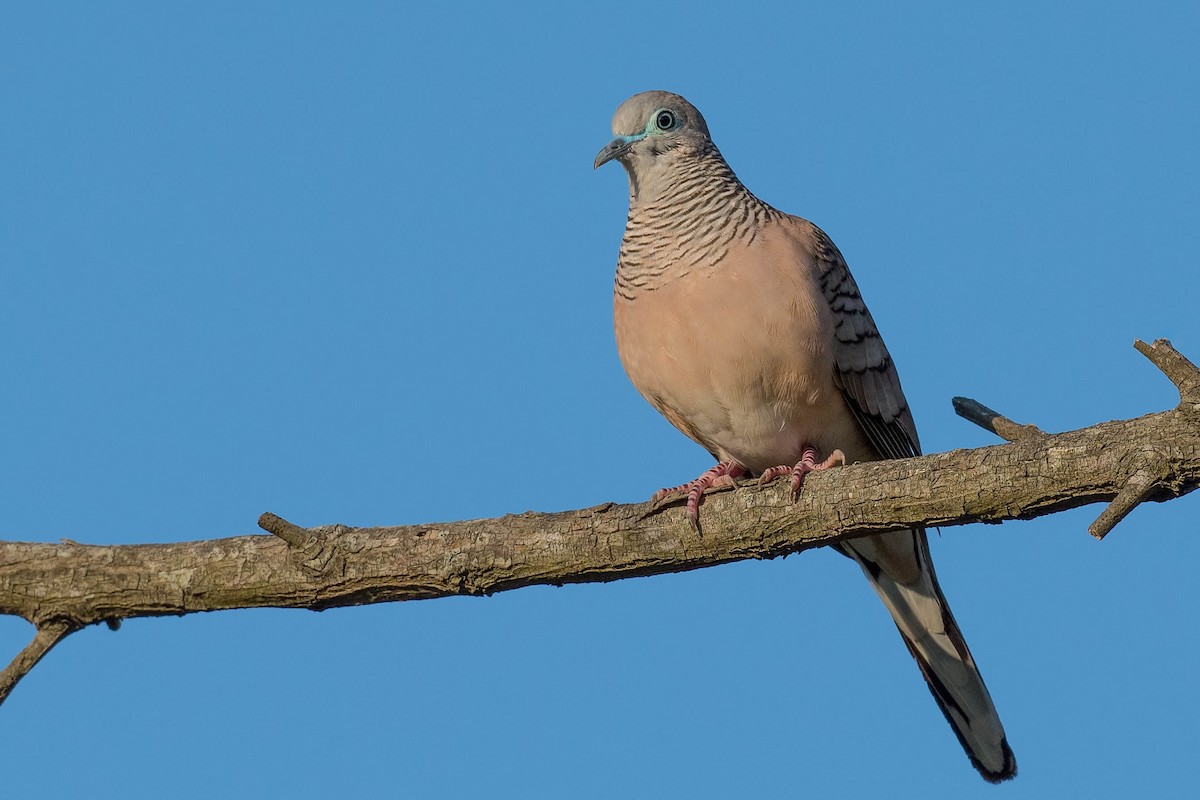 Peaceful Dove - ML178088711