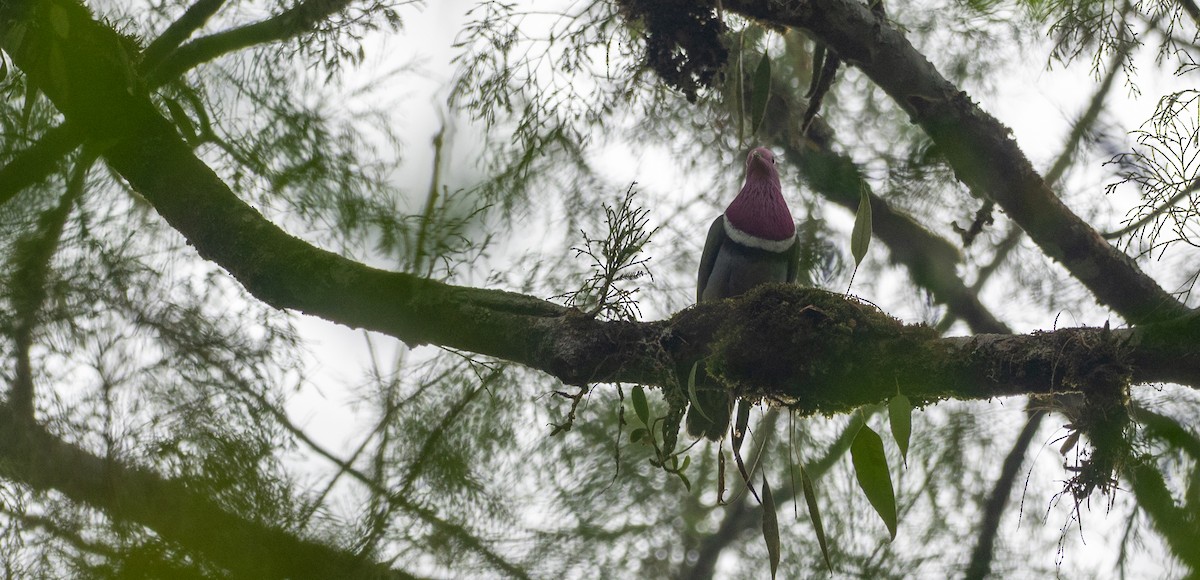 Pink-headed Fruit-Dove - Forest Botial-Jarvis
