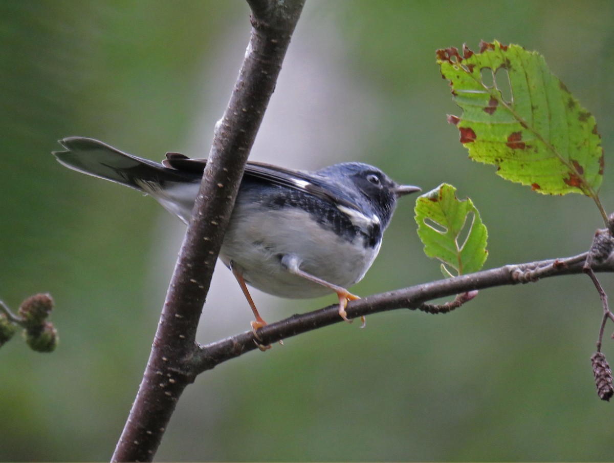 Black-throated Blue Warbler - Cathy Beck