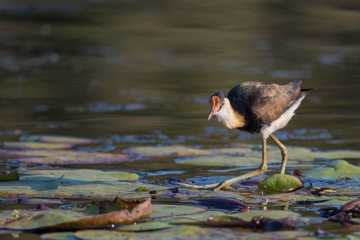 Comb-crested Jacana - ML178089111