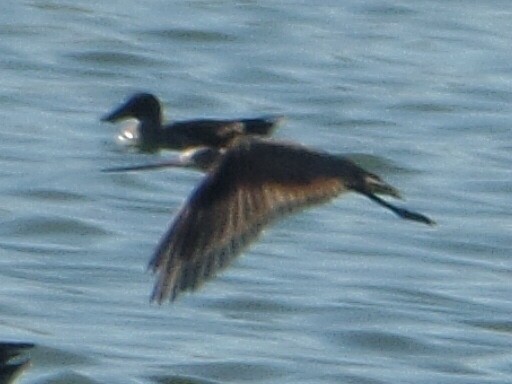 Marbled Godwit - ML178089221