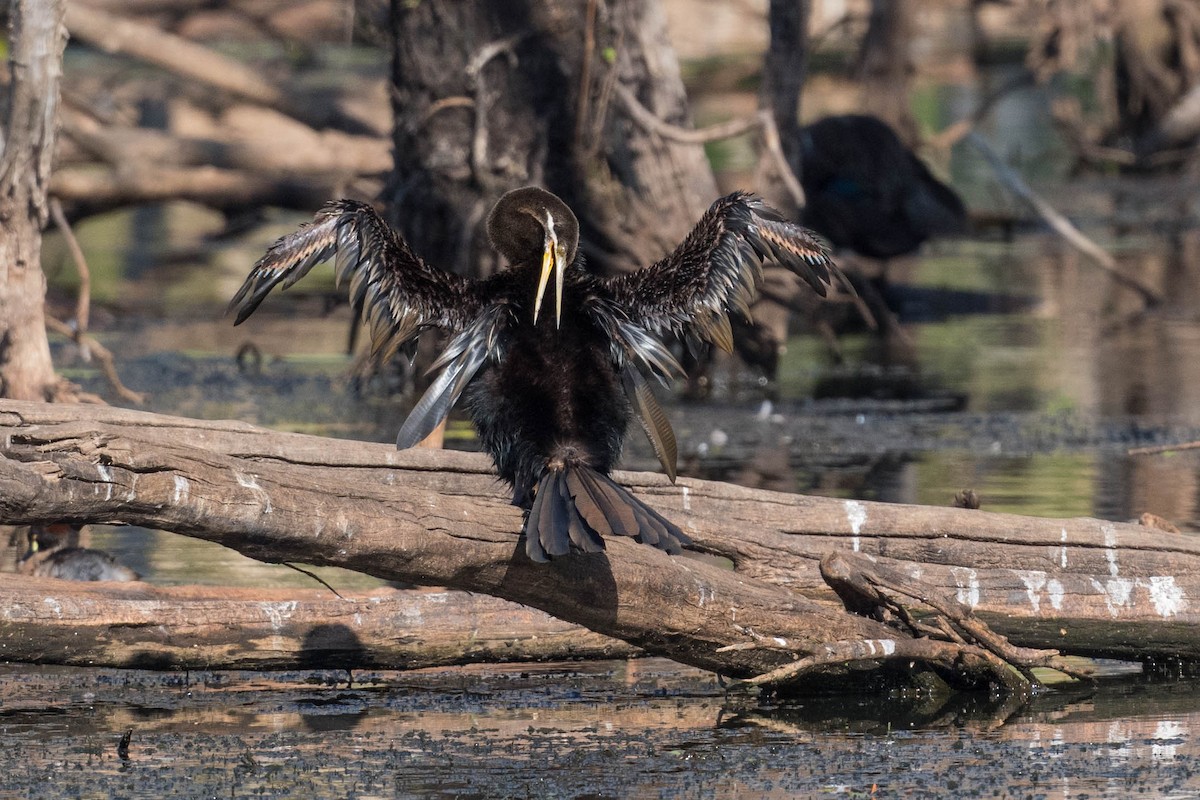 Austral-Schlangenhalsvogel - ML178089261