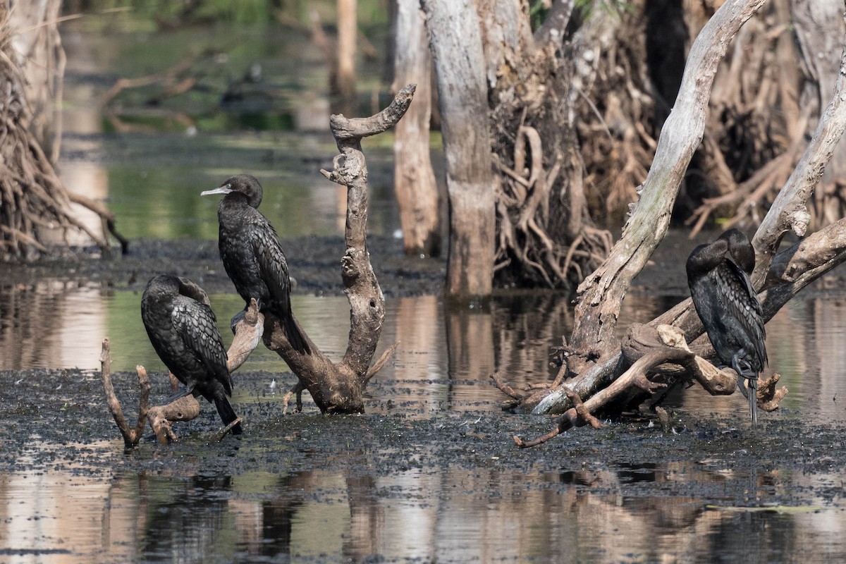 Little Black Cormorant - ML178089281