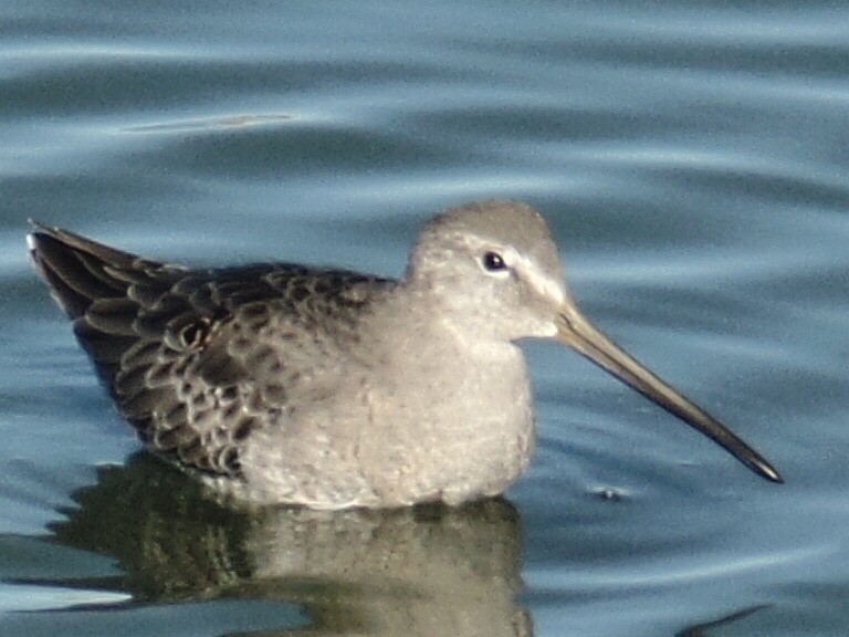 Long-billed Dowitcher - ML178089291