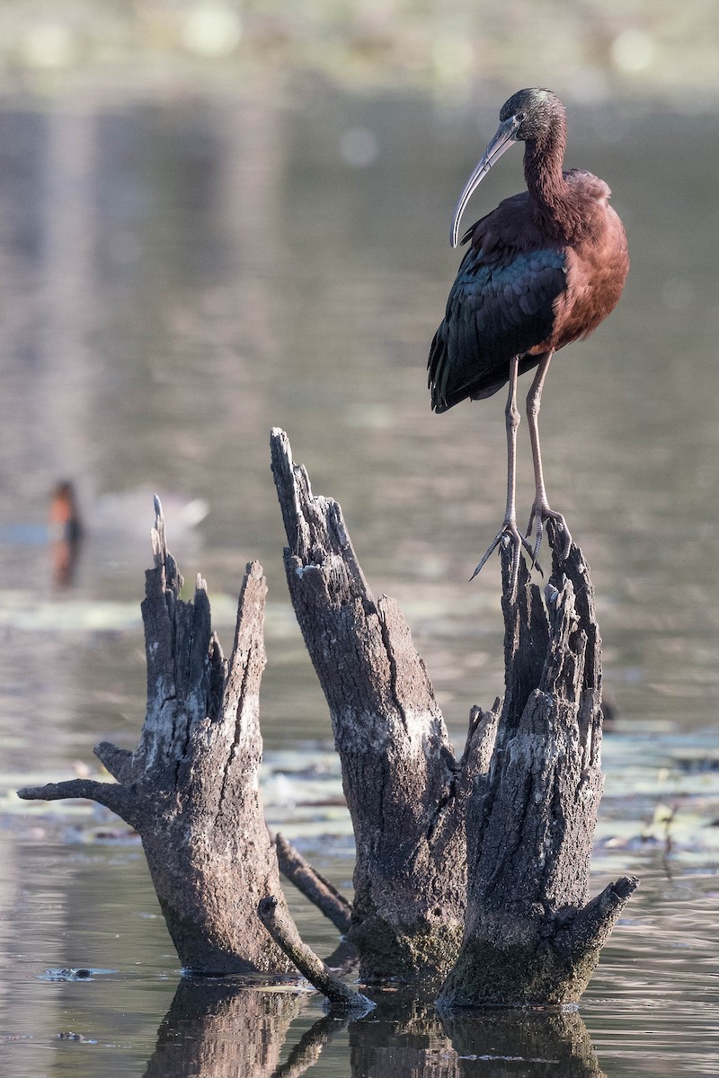 ibis hnědý - ML178089411