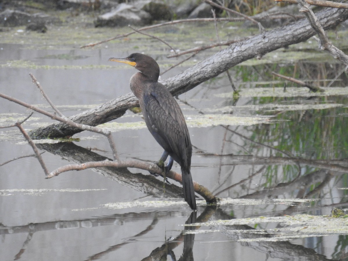 Double-crested Cormorant - Bruce Hoover